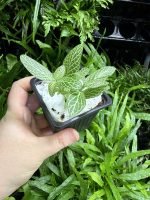 HB Fittonia White - Image 2