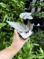 HB Begonia Fedor - Image 2
