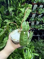 HB Philodendron Billie - Image 3