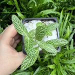 HB Fittonia White