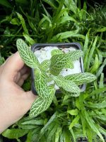 HB Fittonia White