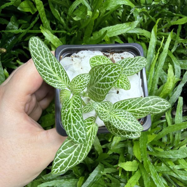 HB Fittonia White