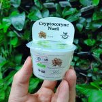 Horizon Labs Cryptocoryne Nurri