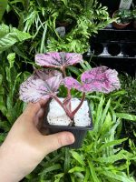 HB Begonia Inica Flame - Image 2
