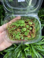 HB Peperomia Prostrata