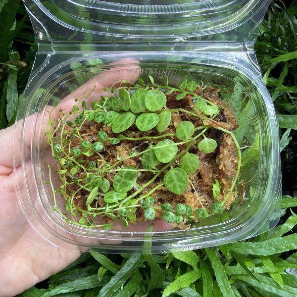 HB Peperomia Prostrata