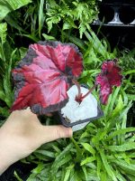 HB Begonia Red Robin - Image 2