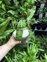 HB Philodendron Billie