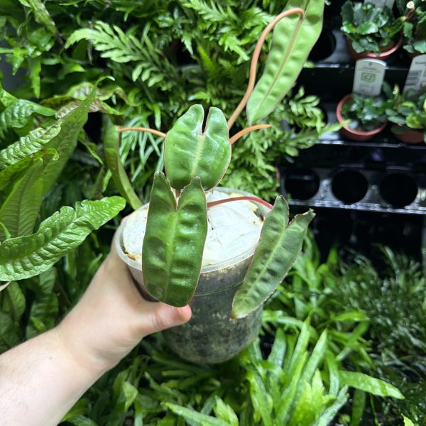 HB Philodendron Billie
