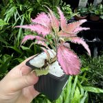 HB Fittonia Pink Frills
