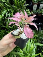 HB Fittonia Pink Frills