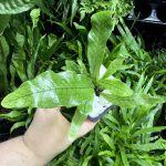 HB Crocodile Fern