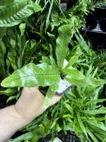 HB Crocodile Fern