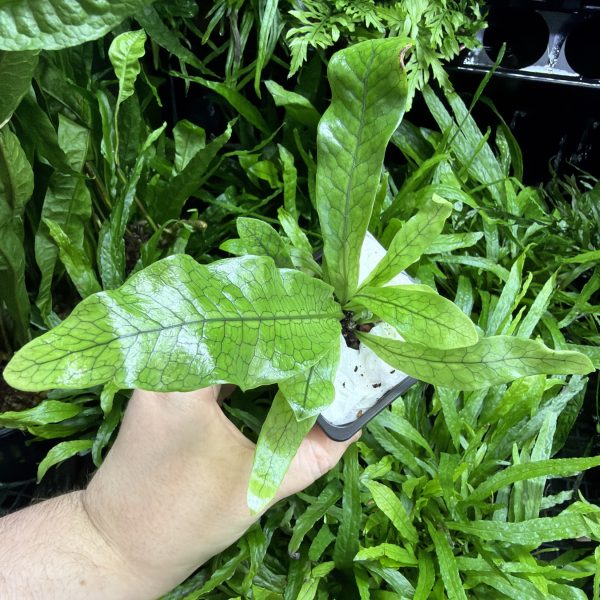 HB Crocodile Fern