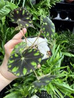 HB Begonia Tiger Paw - Image 2