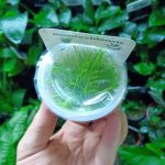 Horizon Labs Eleocharis Montevidensis - Image 2
