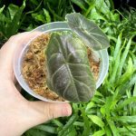 HB Alocasia Azlanii