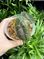 HB Alocasia Azlanii