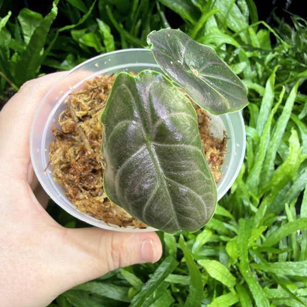 HB Alocasia Azlanii