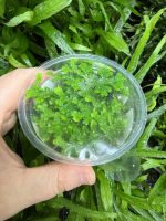 Tropica Salaginella Uncinata (Terra - Image 2