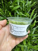 Tropica Plagiomnium sp Thyme Moss (Terra)