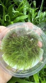 Tropica Plagiomnium sp Thyme Moss (Terra) - Image 3
