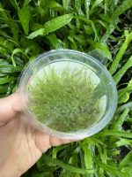 Tropica Plagiomnium sp Thyme Moss (Terra) - Image 2