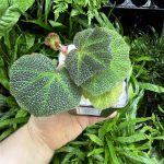 HB Begonia Soli Mutata