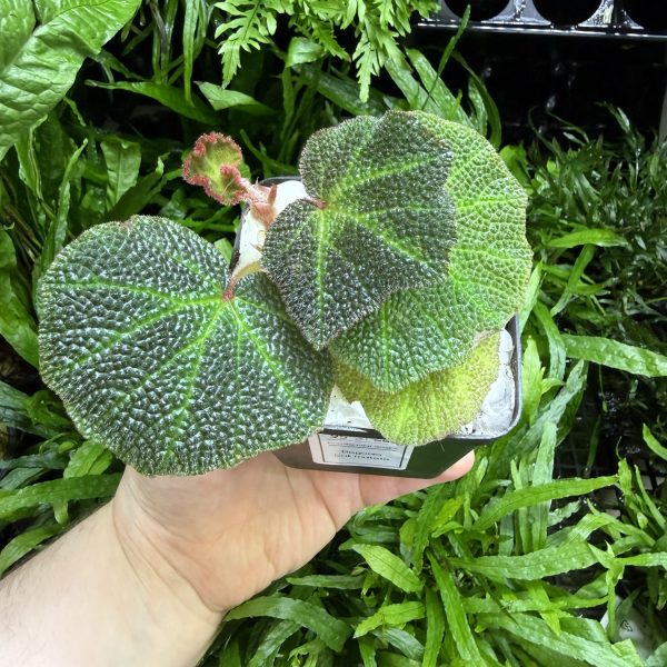 HB Begonia Soli Mutata