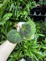 HB Begonia Soli Mutata - Image 2