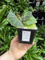 HB Begonia Soli Mutata - Image 3