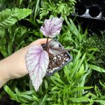 HB Begonia Silver Limbo
