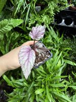 HB Begonia Silver Limbo