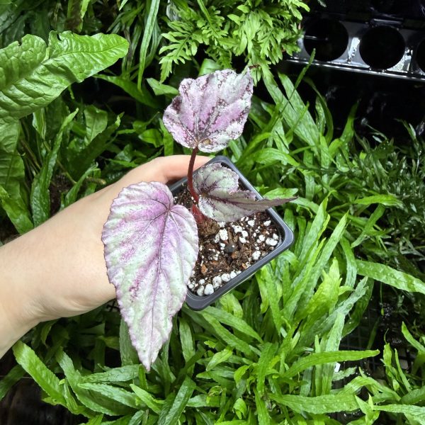 HB Begonia Silver Limbo