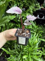 HB Begonia Silver Limbo - Image 2