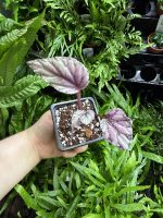 HB Begonia Silver Limbo - Image 3