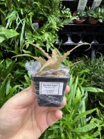 HB Cryptanthus Bivittatus - Image 5