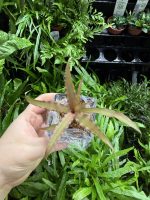 HB Cryptanthus Bivittatus - Image 2