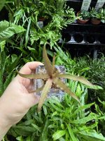 HB Cryptanthus Bivittatus