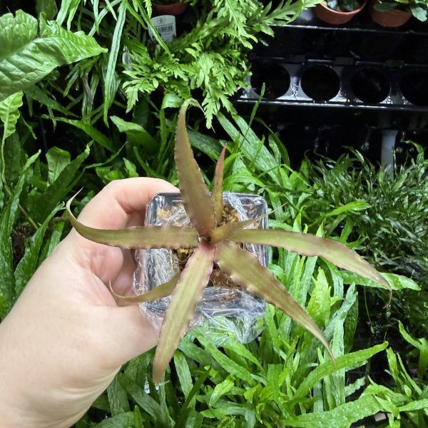 HB Cryptanthus Bivittatus