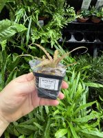 HB Cryptanthus Bivittatus - Image 3