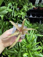 HB Cryptanthus Bivittatus - Image 4