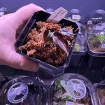 Horizon Labs Alocasia Bambino variegated