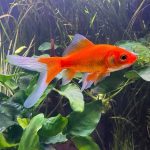 Red Comet Goldfish