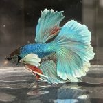 Dumbo Halfmoon Male Bettas