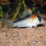 Adolo's Corydoras