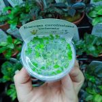 Horizon Labs Bacopa Caroliniana Colorata