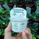 Horizon Labs Cryptocorybe Striolata sp - Image 2