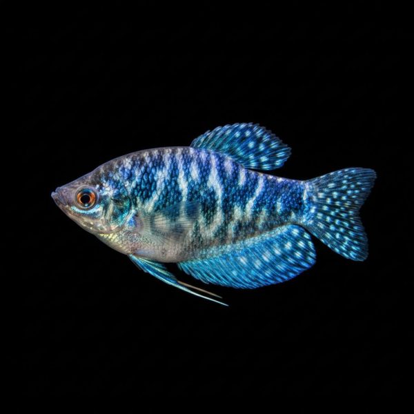 Opaline Gourami(Trichogaster Trichopetrus)