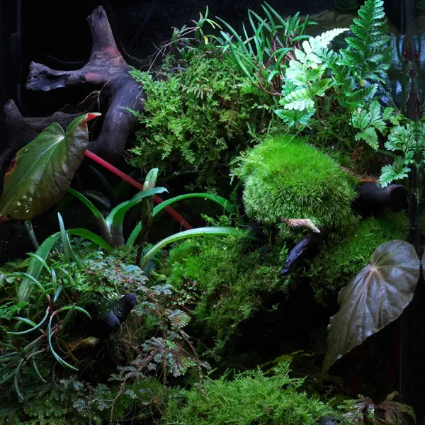 Botanical detail